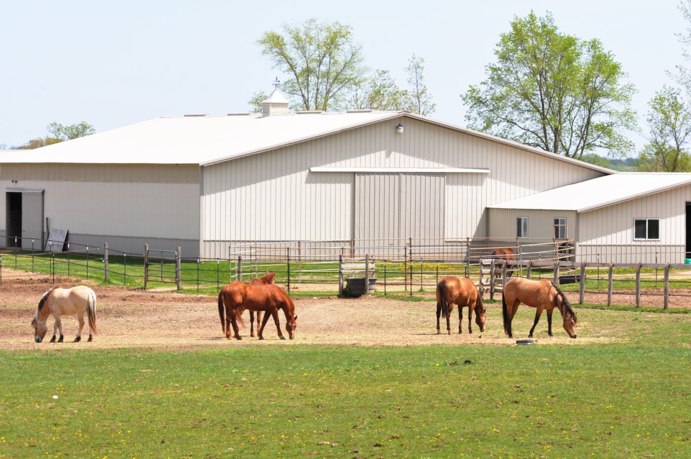 agricultural metal panels-horse barn